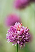 ALLIUM HELDREICHII