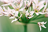 ALLIUM LONGIRADIATUM