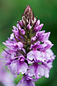 DACTYLORHIZA FOLIOSA