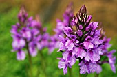 DACTYLORHIZA FOLIOSA