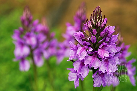 DACTYLORHIZA_FOLIOSA