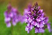 DACTYLORHIZA FOLIOSA