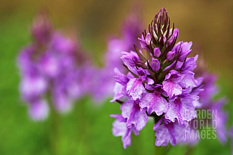 DACTYLORHIZA_FOLIOSA