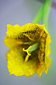 CALOCHORTUS BARBATUS