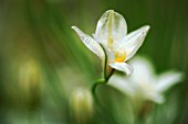 TRITELEIA PENDUNCULARIS