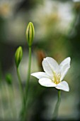 TRITELEIA PENDUNCULARIS