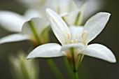 TRITELEIA PENDUNCULARIS