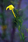 JASMINUM LAPTOPHYLLUM