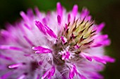 PTILOTUS MANGLESII