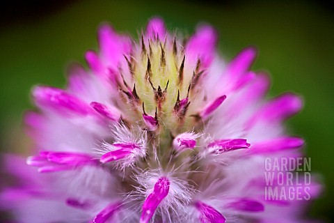 PTILOTUS_MANGLESII