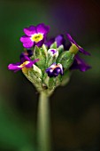 PRIMULA SCOTICA