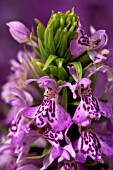 DACTYLORHIZA X TRANSIENS