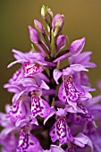 DACTYLORHIZA X TRANSIENS