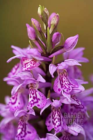 DACTYLORHIZA_X_TRANSIENS