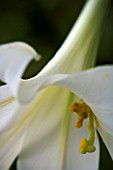 LILIUM LONGIFLORUM