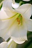 LILIUM LONGIFLORUM