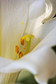 LILIUM LONGIFLORUM