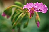 PELARGONIUM ENDLICHERIANUM