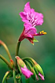 PELARGONIUM ENDLICHERIANUM