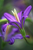 BRODIAEA CALIFORNICA