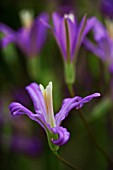 BRODIAEA CALIFORNICA