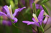 BRODIAEA CALIFORNICA