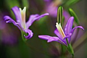 BRODIAEA CALIFORNICA