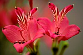 ALSTROEMERIA HOOKERI SUBSP. HOOKERI