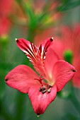 ALSTROEMERIA HOOKERI SUBSP. HOOKERI