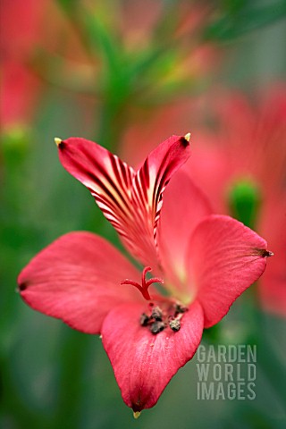 ALSTROEMERIA_HOOKERI_SUBSP_HOOKERI