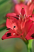 ALSTROEMERIA HOOKERI SUBSP. HOOKERI