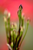 ALSTROEMERIA HOOKERI SUBSP. HOOKERI