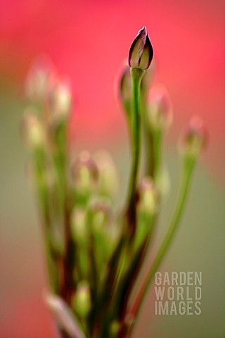 ALSTROEMERIA_HOOKERI_SUBSP_HOOKERI