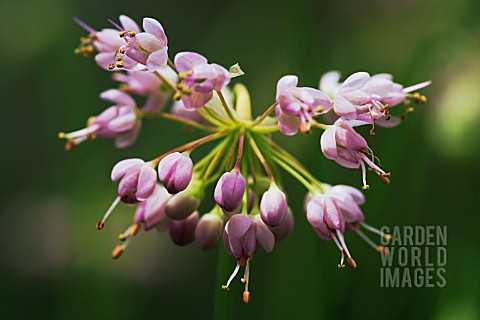 ALLIUM_CERNUUM