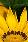 GAZANIA SUNSHINE