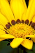 GAZANIA SUNSHINE