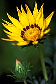 GAZANIA SUNSHINE