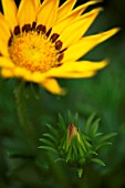 GAZANIA SUNSHINE