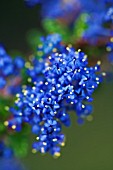 CEANOTHUS DARK STAR