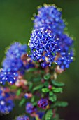 CEANOTHUS DARK STAR