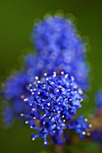 CEANOTHUS DARK STAR