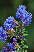 CEANOTHUS DARK STAR