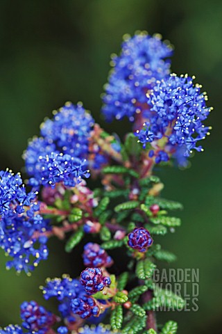 CEANOTHUS_DARK_STAR