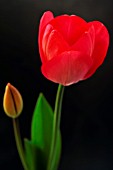 TULIPA DARWIN