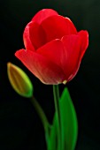 TULIPA DARWIN