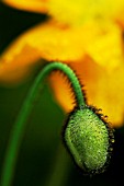 PAPAVER NUDICAULE GARDEN GNOME