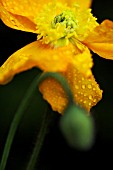 PAPAVER NUDICAULE GARDEN GNOME