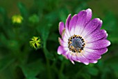 OSTEOSPERMUM JUCUNDUM