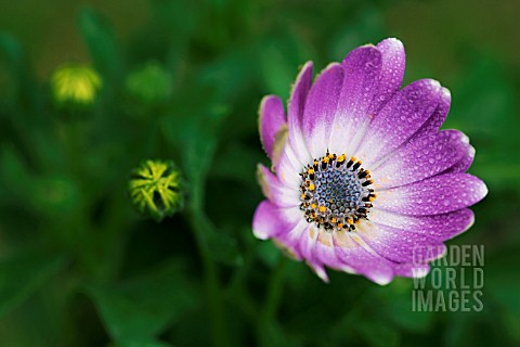 OSTEOSPERMUM_JUCUNDUM