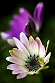 OSTEOSPERMUM JUCUNDUM